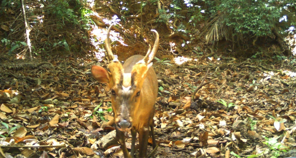 This is the largest muntjac species and is characterized by short, thick pedicles and long antlers and tines